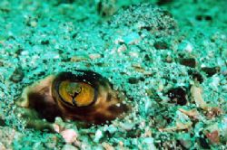 Flounder peeking from under the sandy rocks, taken with a... by Martin Van Gestel 